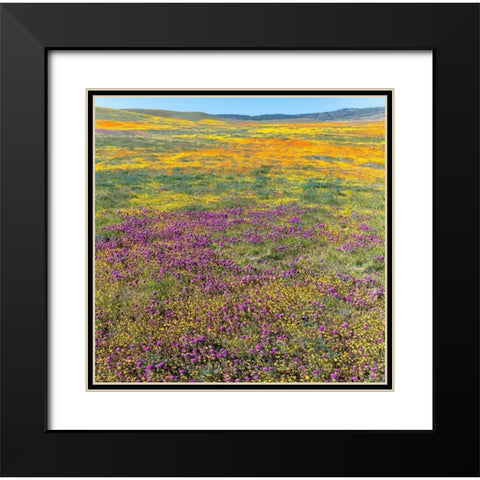 California Fields of California Poppy-Goldfields-Owls Clover-Antelope Valley Black Modern Wood Framed Art Print with Double Matting by Zimmerman, Judith