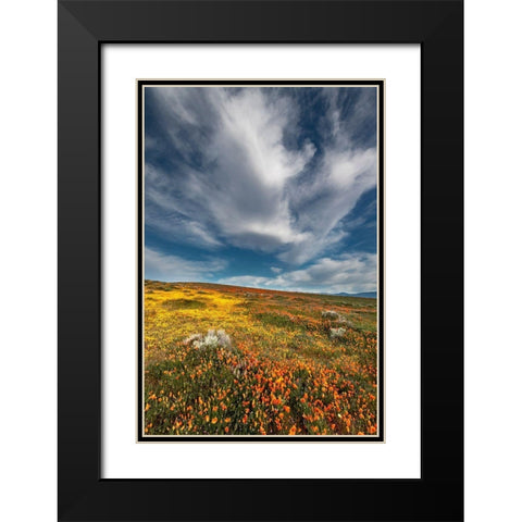 California Fields of California Poppy-Goldfields with clouds-Antelope Valley Black Modern Wood Framed Art Print with Double Matting by Zimmerman, Judith