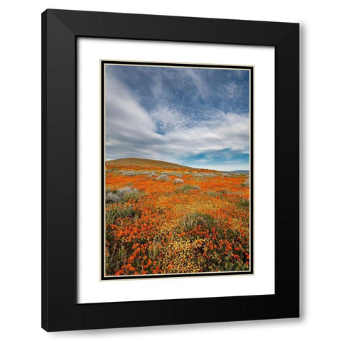 California Fields of California Poppy-Goldfields with clouds-Antelope Valley Black Modern Wood Framed Art Print with Double Matting by Zimmerman, Judith