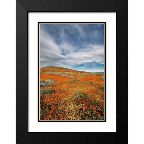 California Fields of California Poppy-Goldfields with clouds-Antelope Valley Black Modern Wood Framed Art Print with Double Matting by Zimmerman, Judith