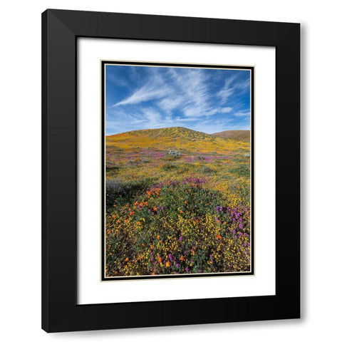 California Fields of California Poppy-Goldfields-Owls Clover with clouds-Antelope Valley Black Modern Wood Framed Art Print with Double Matting by Zimmerman, Judith