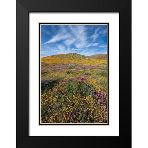 California Fields of California Poppy-Goldfields-Owls Clover with clouds-Antelope Valley Black Modern Wood Framed Art Print with Double Matting by Zimmerman, Judith