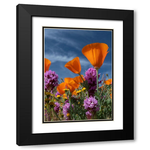California California Poppy-Goldfields-Owls Clover against the sky-Antelope Valley Black Modern Wood Framed Art Print with Double Matting by Zimmerman, Judith