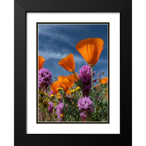 California California Poppy-Goldfields-Owls Clover against the sky-Antelope Valley Black Modern Wood Framed Art Print with Double Matting by Zimmerman, Judith