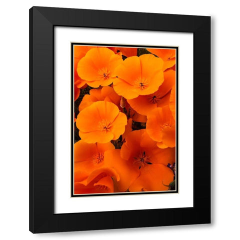 California California Poppy detail-Antelope Valley Black Modern Wood Framed Art Print with Double Matting by Zimmerman, Judith