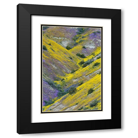 California Common Hillside Daisy and phacelia-Carrizo Plain National Monument Black Modern Wood Framed Art Print with Double Matting by Zimmerman, Judith