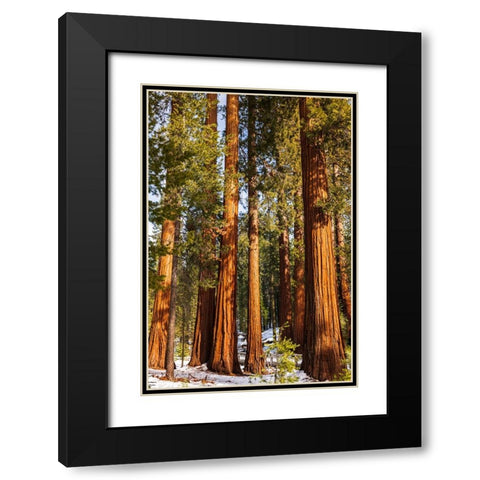 Giant Sequoia in the Mariposa Grove-Yosemite National Park-California-USA Black Modern Wood Framed Art Print with Double Matting by Bishop, Russ