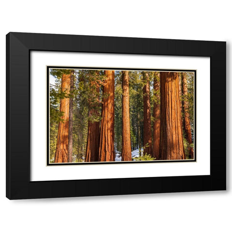 Giant Sequoia in the Mariposa Grove-Yosemite National Park-California-USA Black Modern Wood Framed Art Print with Double Matting by Bishop, Russ