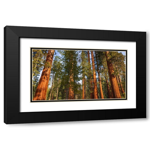 Giant Sequoia in the Mariposa Grove-Yosemite National Park-California-USA Black Modern Wood Framed Art Print with Double Matting by Bishop, Russ
