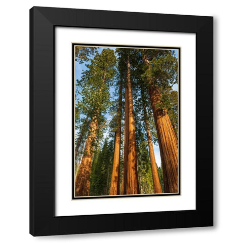 Giant Sequoia in the Mariposa Grove-Yosemite National Park-California-USA Black Modern Wood Framed Art Print with Double Matting by Bishop, Russ