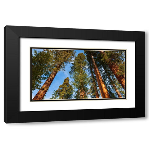 Giant Sequoia in the Mariposa Grove-Yosemite National Park-California-USA Black Modern Wood Framed Art Print with Double Matting by Bishop, Russ