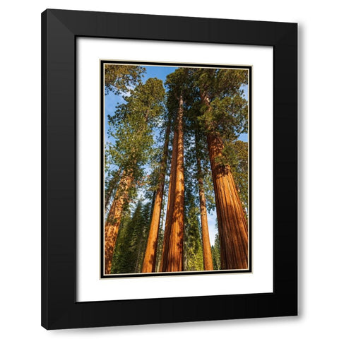 Giant Sequoia in the Mariposa Grove-Yosemite National Park-California-USA Black Modern Wood Framed Art Print with Double Matting by Bishop, Russ