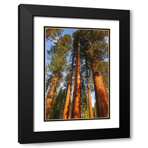 Giant Sequoia in the Mariposa Grove-Yosemite National Park-California-USA Black Modern Wood Framed Art Print with Double Matting by Bishop, Russ