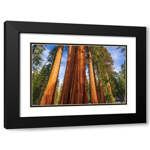 Giant Sequoia in the Mariposa Grove-Yosemite National Park-California-USA Black Modern Wood Framed Art Print with Double Matting by Bishop, Russ