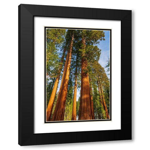 Giant Sequoia in the Mariposa Grove-Yosemite National Park-California-USA Black Modern Wood Framed Art Print with Double Matting by Bishop, Russ