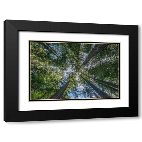 California-Humboldt Redwoods State Park-Bernard Willet and Mary Willet Grove-Coast Redwood Trees Black Modern Wood Framed Art Print with Double Matting by Tilley, Rob