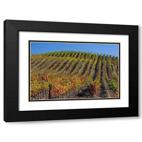 California-Sonoma wine country with rows of grapes during Autumn Black Modern Wood Framed Art Print with Double Matting by Gulin, Sylvia