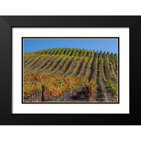 California-Sonoma wine country with rows of grapes during Autumn Black Modern Wood Framed Art Print with Double Matting by Gulin, Sylvia
