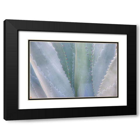 California-San Francisco-Golden Gate Park and the Conservatory of Flowers with grey toned cactus Black Modern Wood Framed Art Print with Double Matting by Gulin, Sylvia