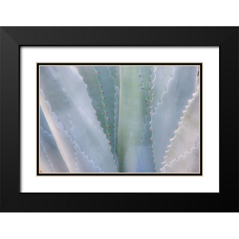 California-San Francisco-Golden Gate Park and the Conservatory of Flowers with grey toned cactus Black Modern Wood Framed Art Print with Double Matting by Gulin, Sylvia