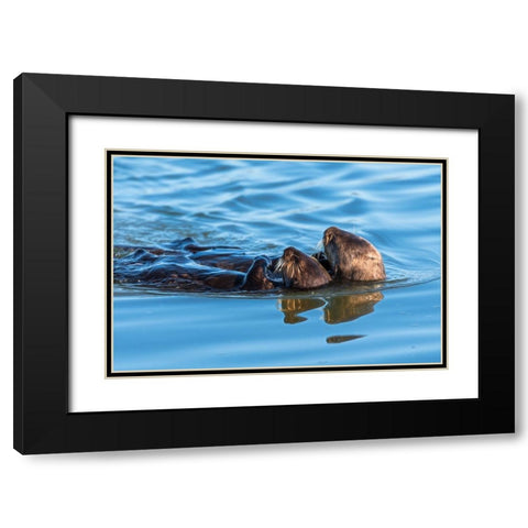 A juvenile and mother sea otter float together serenely in Moss Landing Harbor-California Black Modern Wood Framed Art Print with Double Matting by Haddad, Sheila
