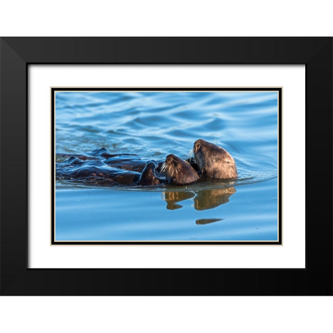 A juvenile and mother sea otter float together serenely in Moss Landing Harbor-California Black Modern Wood Framed Art Print with Double Matting by Haddad, Sheila