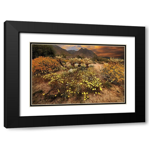 Desert wildflower bloom at Anza Borrego Park in California Black Modern Wood Framed Art Print with Double Matting by SMO