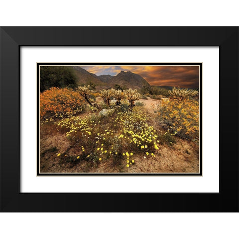 Desert wildflower bloom at Anza Borrego Park in California Black Modern Wood Framed Art Print with Double Matting by SMO