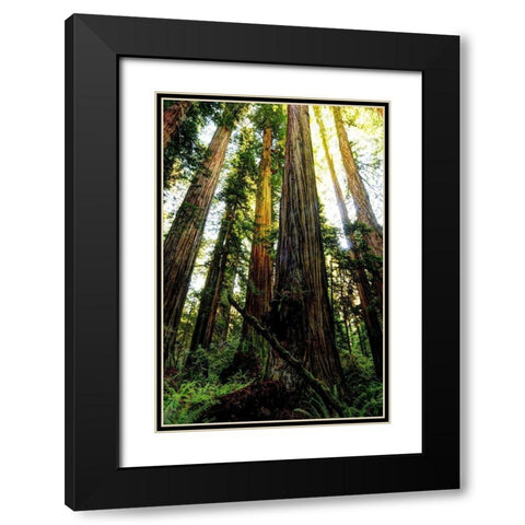 The tallest trees in the world in Redwood National Park in California Black Modern Wood Framed Art Print with Double Matting by SMO
