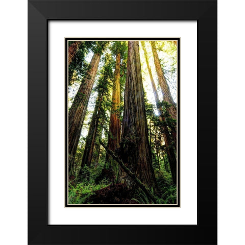 The tallest trees in the world in Redwood National Park in California Black Modern Wood Framed Art Print with Double Matting by SMO