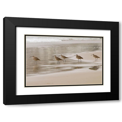 USA CA Pismo Beach Whimbrels Black Modern Wood Framed Art Print with Double Matting by Drury, Trish