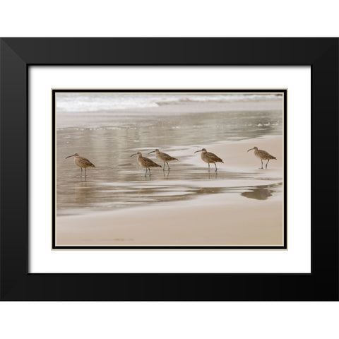USA CA Pismo Beach Whimbrels Black Modern Wood Framed Art Print with Double Matting by Drury, Trish