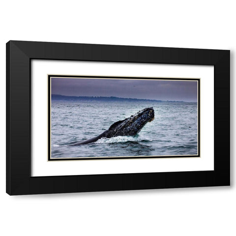 Humpback Whale breaching Monterey Bay-California-USA Black Modern Wood Framed Art Print with Double Matting by Norring, Tom
