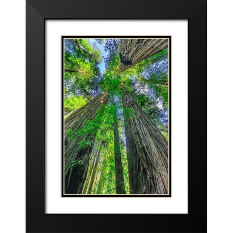 Green towering tree-Redwoods National Park-Newton B Drury Drive-Crescent City-California  Black Modern Wood Framed Art Print with Double Matting by Perry, William