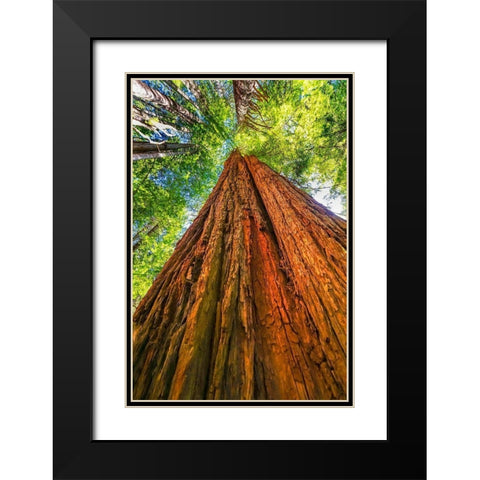 Green towering tree-Redwoods National Park-Newton B Drury Drive-Crescent City-California  Black Modern Wood Framed Art Print with Double Matting by Perry, William