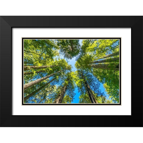 Green towering tree-Redwoods National Park-Newton B Drury Drive-Crescent City-California Black Modern Wood Framed Art Print with Double Matting by Perry, William