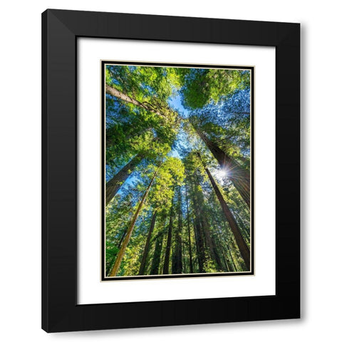 Sun shining through towering tree-Redwoods National Park-Newton B Drury Drive-Crescent City Black Modern Wood Framed Art Print with Double Matting by Perry, William