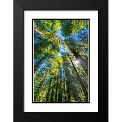 Sun shining through towering tree-Redwoods National Park-Newton B Drury Drive-Crescent City Black Modern Wood Framed Art Print with Double Matting by Perry, William