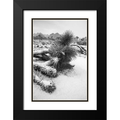 Winter storm-Joshua Tree National Park-California Black Modern Wood Framed Art Print with Double Matting by Muench, Zandria