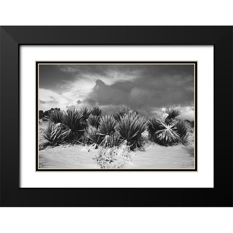 Winter storm-Joshua Tree National Park-California Black Modern Wood Framed Art Print with Double Matting by Muench, Zandria