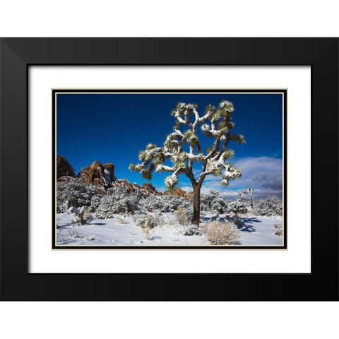Winter storm-Joshua Tree National Park-California Black Modern Wood Framed Art Print with Double Matting by Muench, Zandria