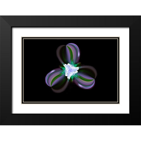 Columbine Flower-Colorado Black Modern Wood Framed Art Print with Double Matting by Jones, Adam