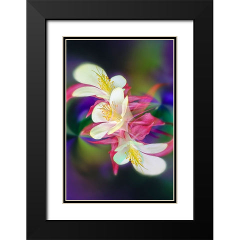 Columbine flower-Colorado Black Modern Wood Framed Art Print with Double Matting by Jones, Adam