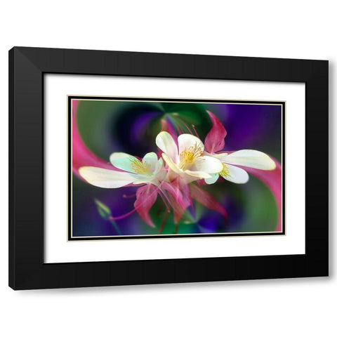 Columbine flower-Colorado Black Modern Wood Framed Art Print with Double Matting by Jones, Adam