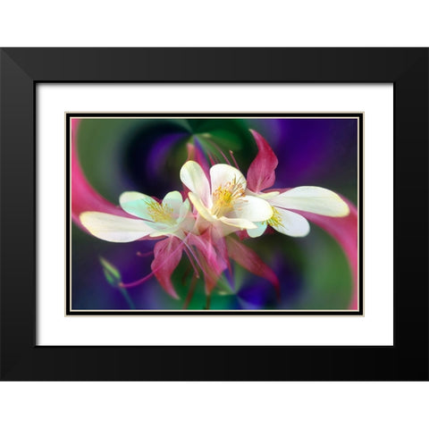 Columbine flower-Colorado Black Modern Wood Framed Art Print with Double Matting by Jones, Adam