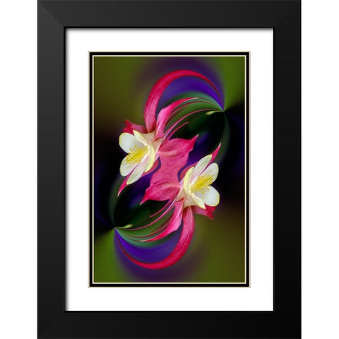 Columbine flower-Colorado Black Modern Wood Framed Art Print with Double Matting by Jones, Adam