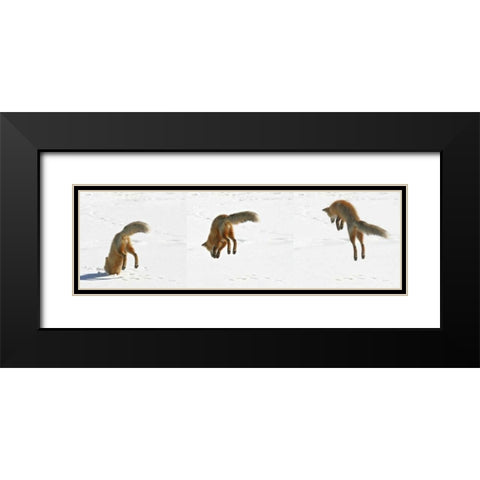 CO, Frisco, Giberson Bay Red fox hunting Black Modern Wood Framed Art Print with Double Matting by Lord, Fred