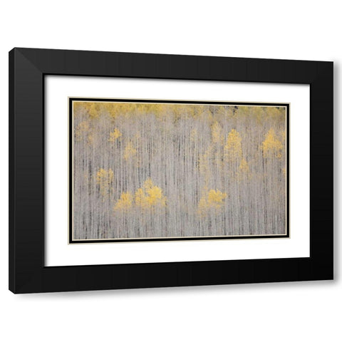 CO, White River NF Aspen trees in winter Black Modern Wood Framed Art Print with Double Matting by Grall, Don