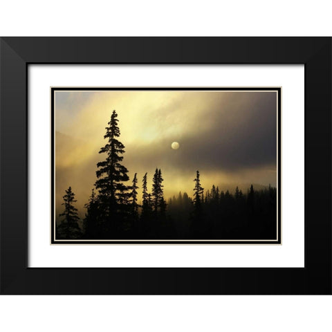 CO, San Isabel NF Sunrise silhouettes trees Black Modern Wood Framed Art Print with Double Matting by Grall, Don