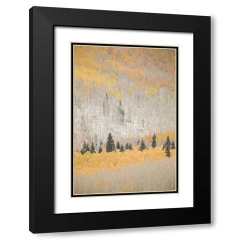 CO, San Juan Mts Spruce mixed with aspen, autumn Black Modern Wood Framed Art Print with Double Matting by Grall, Don